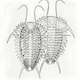 Illustration for article titled These 3D Printed Trilobites Are Absolutely Stunning